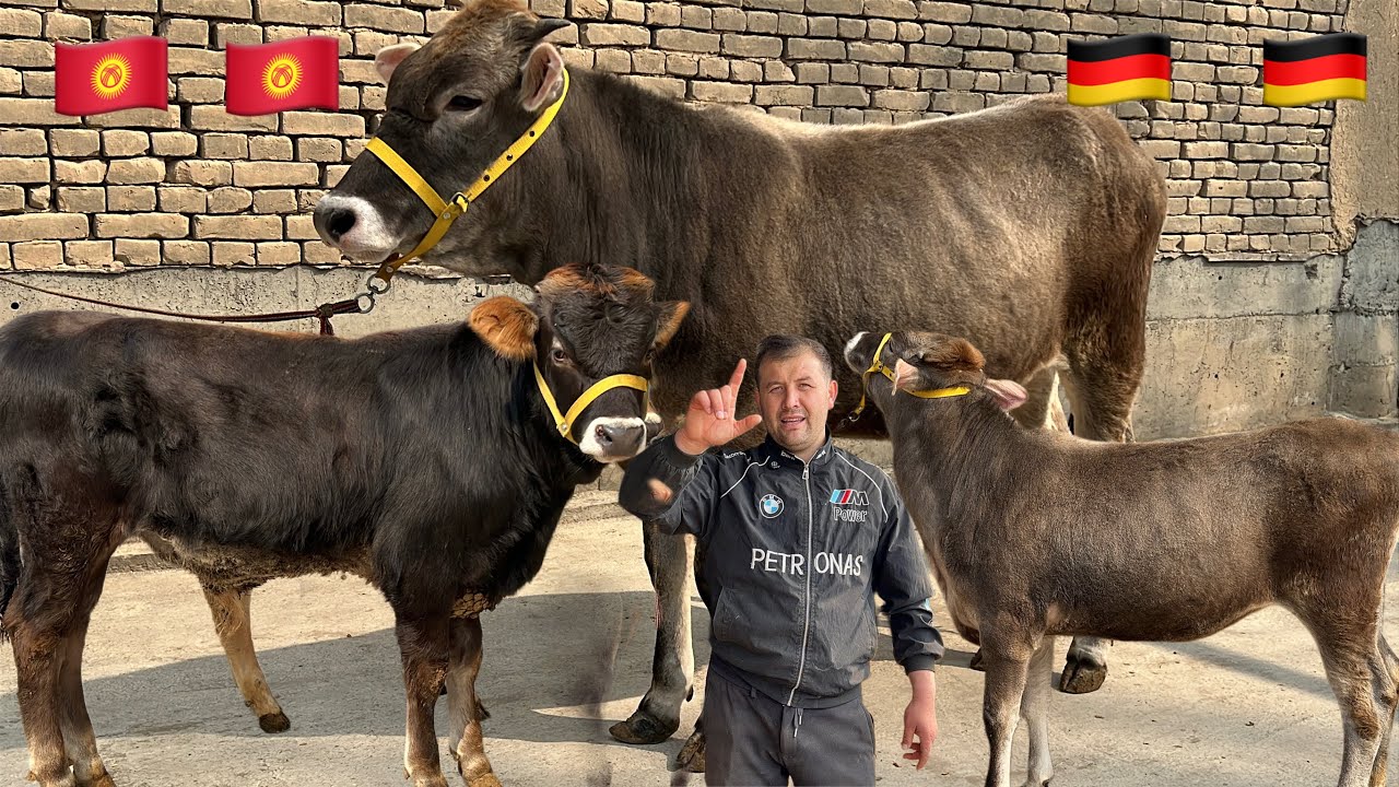 💥SHVET FERMA 🥇 Bunaqasi Kam ‼️ - Yosh Shvet G'unojinlar Sotuvda ✅✅