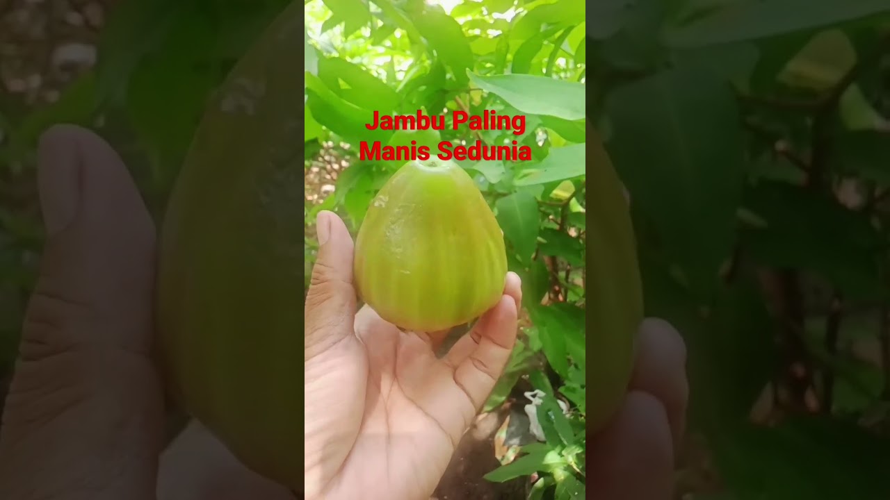 Jambu Paling Manis Sedunia