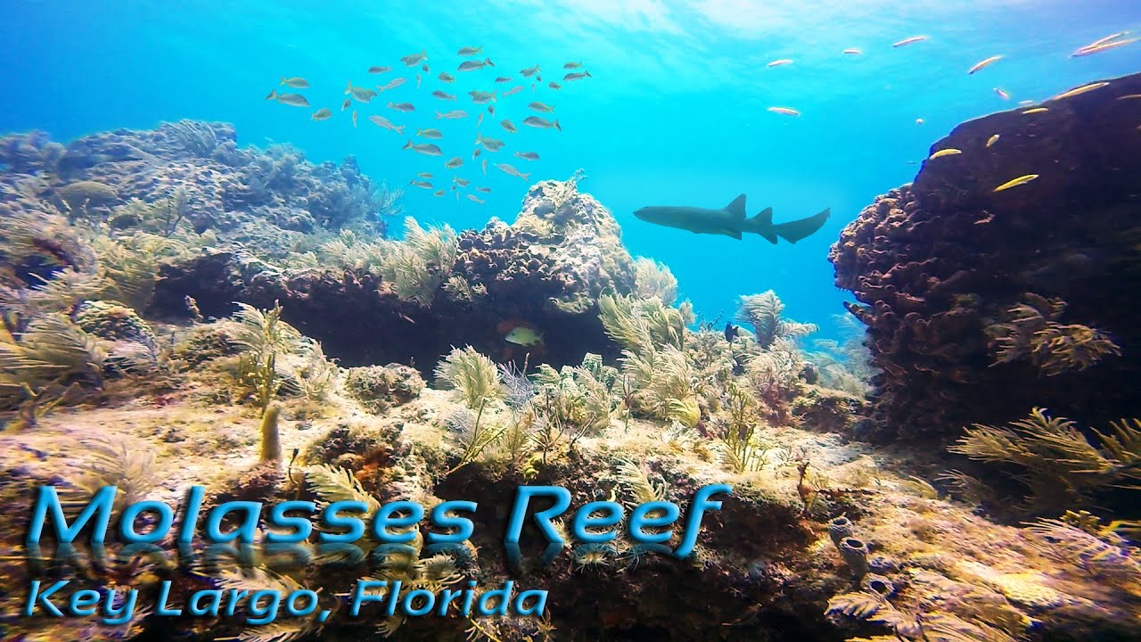 Molasses Reef Key Largo Scuba Diving