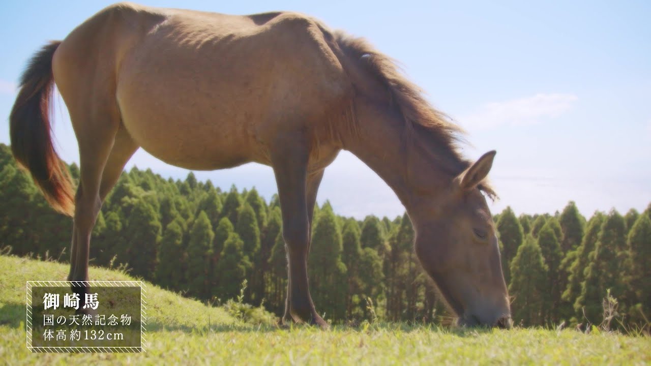 馬と人　在来馬を巡る８つの物語　御崎馬編