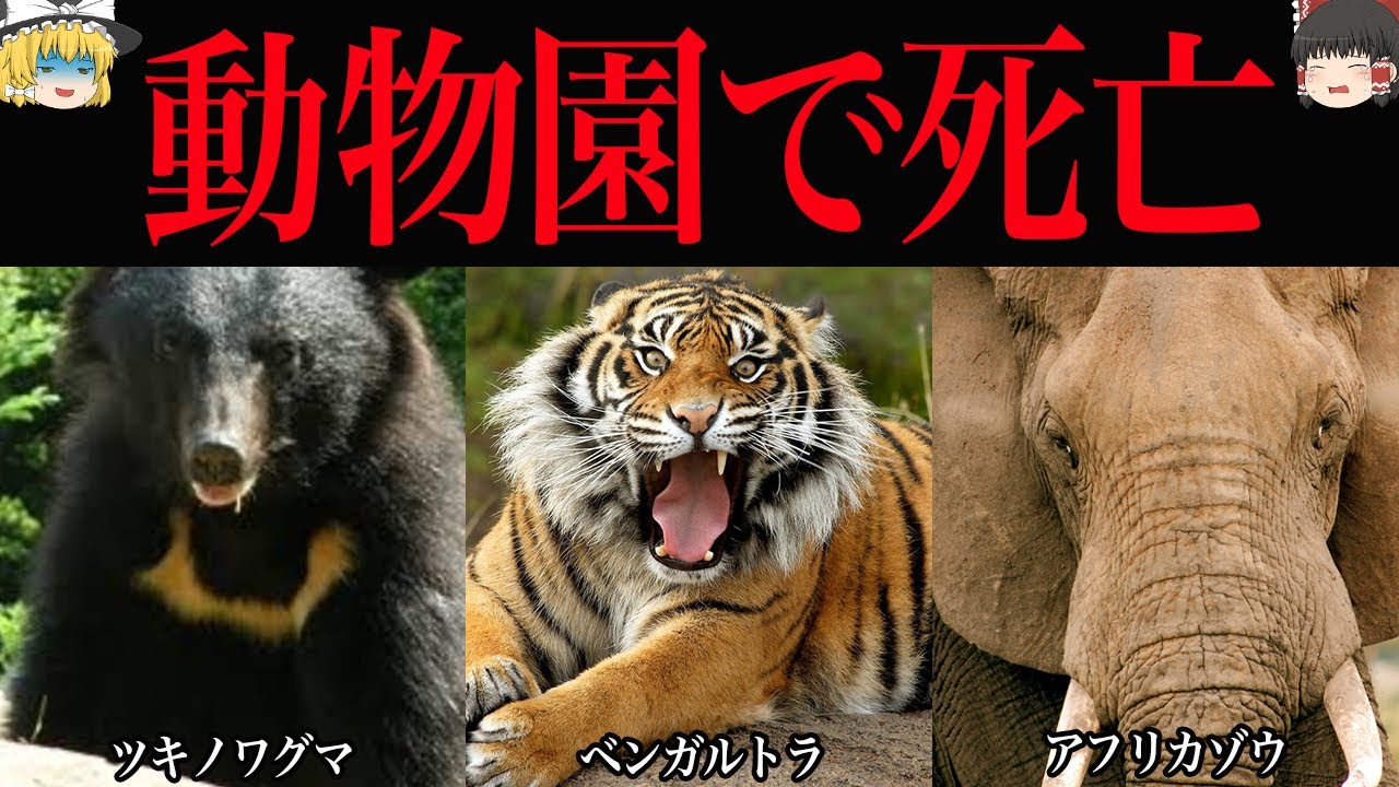 【ゆっくり解説】猛獣が人を襲う。日本の動物園で起きたヤバい事故5選