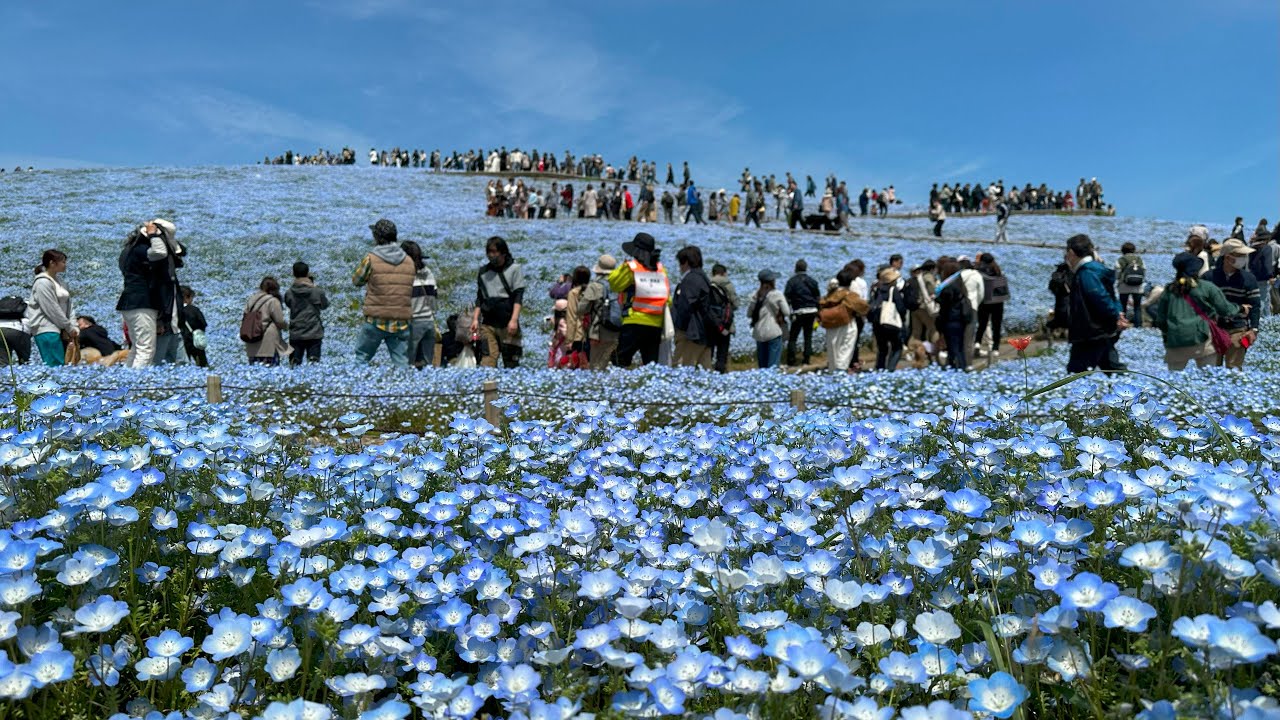 【春の一人旅 2023】 #3 ひたち海浜公園のネモフィラ鑑賞に再挑戦！観光の始まりは「ひたちなか海浜鉄道」から (4K Ultra HD)