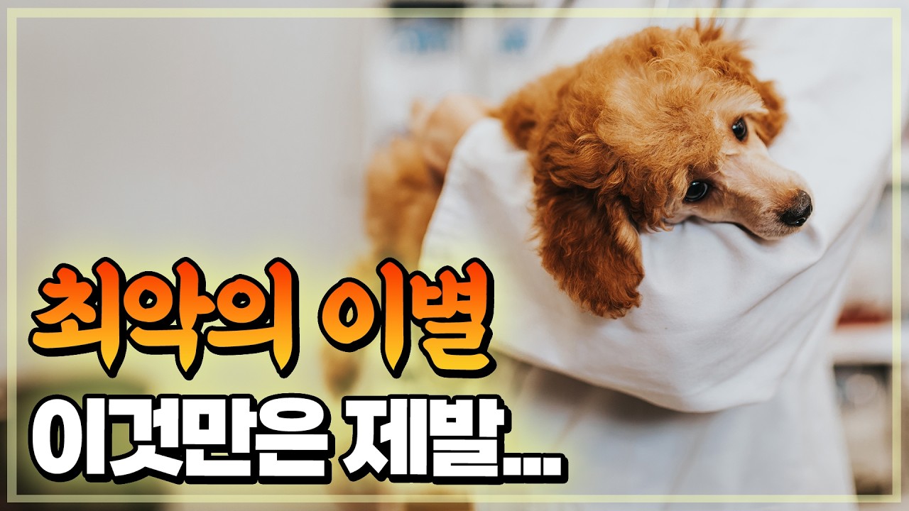 자연스런 죽음은 없습니다. 강아지의 마지막을 준비하는 가이드라인. 호스피스 케어 가이드라인.