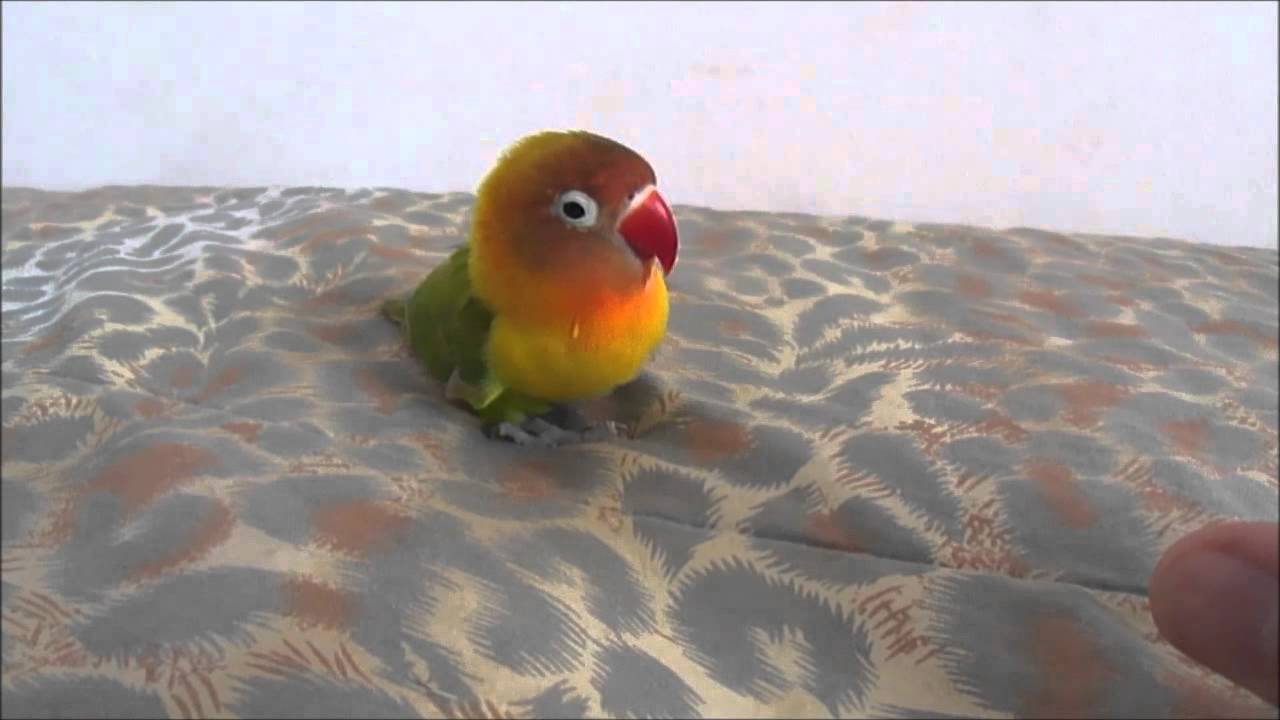 Incr&iacute;vel! Agapornis imitando can&aacute;rio belga 🐦 lovebirds imitating a canary
