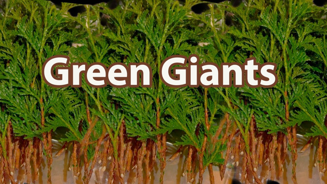 Thuja Green Giant Arborvitae Propagation Indoors. Please Watch Cloning Results Video For Results!
