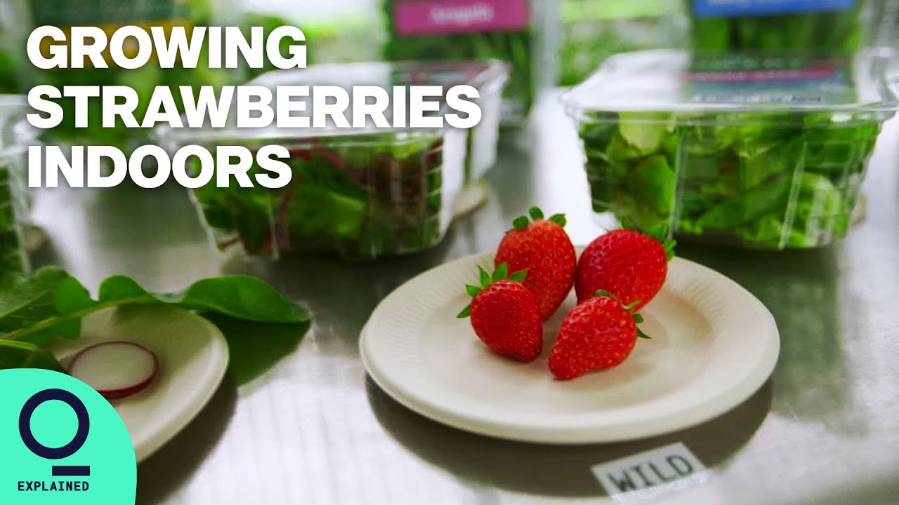 Vertical Farm Expands from Greens to Better Berries