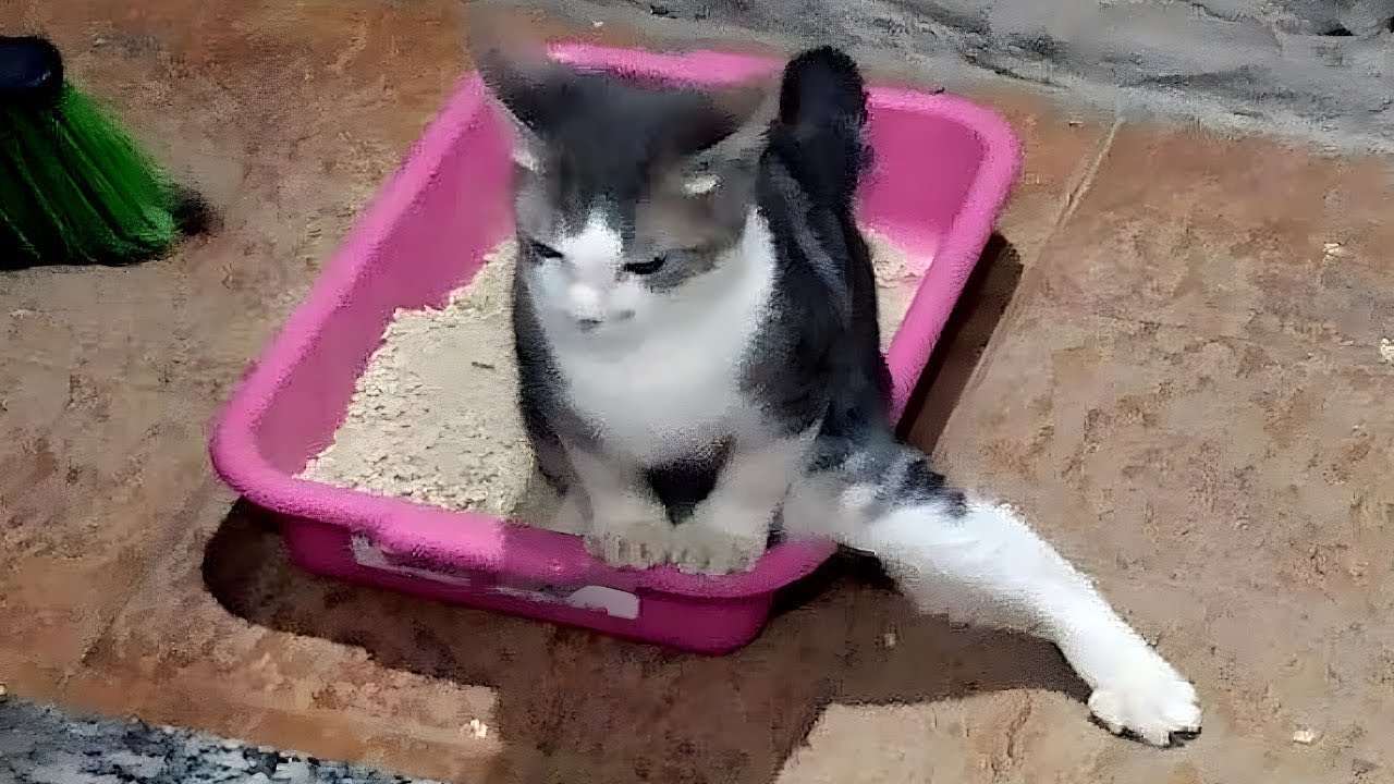 Lustige Tiere 2025 😹 | Tiervideos zum Totlachen &ndash; Du wirst nicht aufh&ouml;ren zu lachen! #