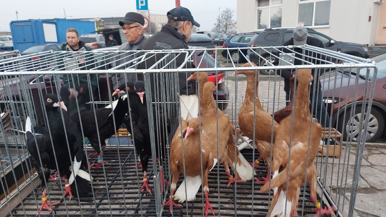 Jeszcze takiego Targu, Rynku Dużego nie było w Tczewie🙉😱🙉 Nie było miejsca na Gołębie żeby wystawić🥰