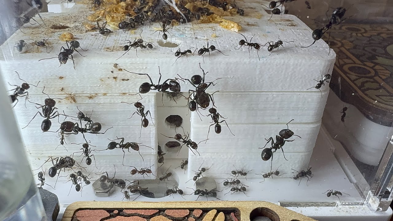 ANT World