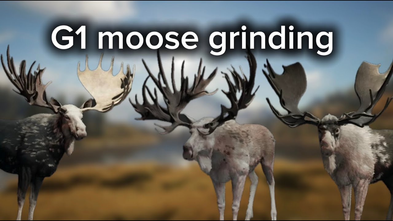 G1 moose grinding!!!