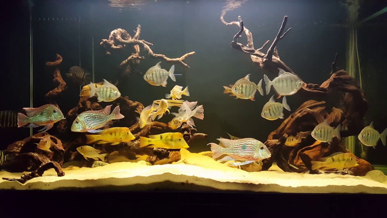 Geophagus Tank 8/3/2017