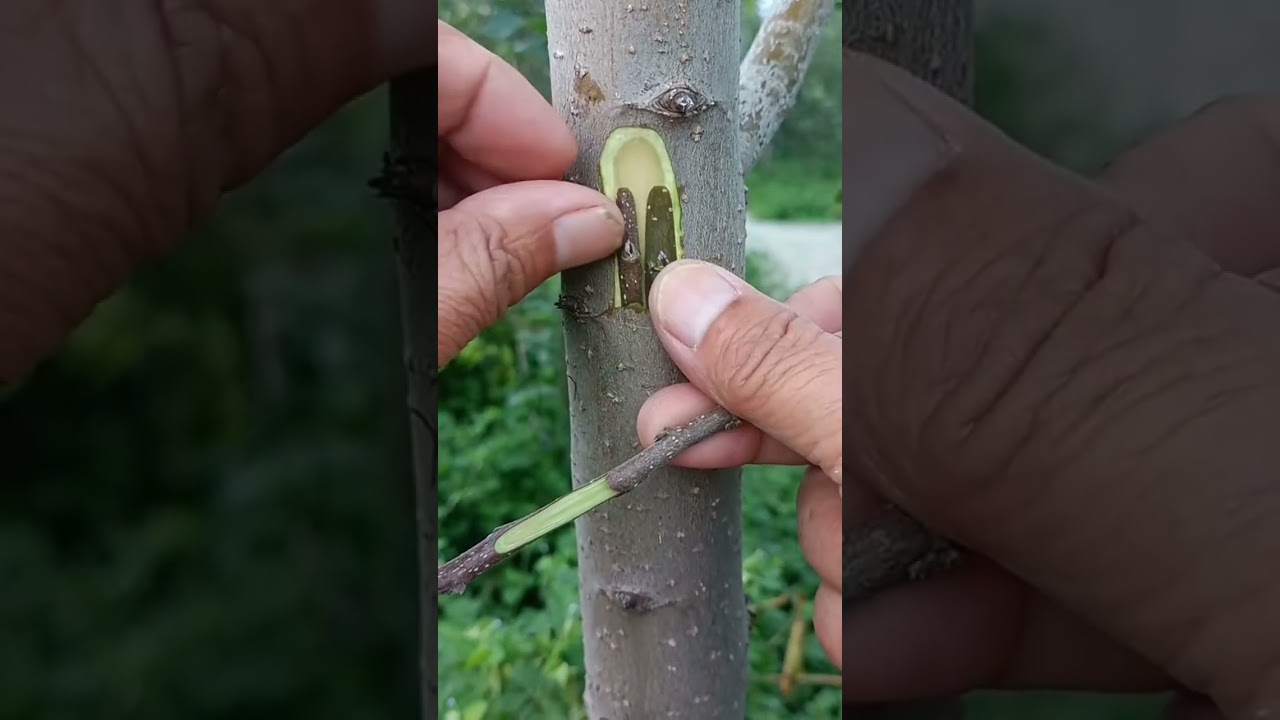 How to graft a tree. Apple tree grafting method. #appletree #grafting #gardening #tree
