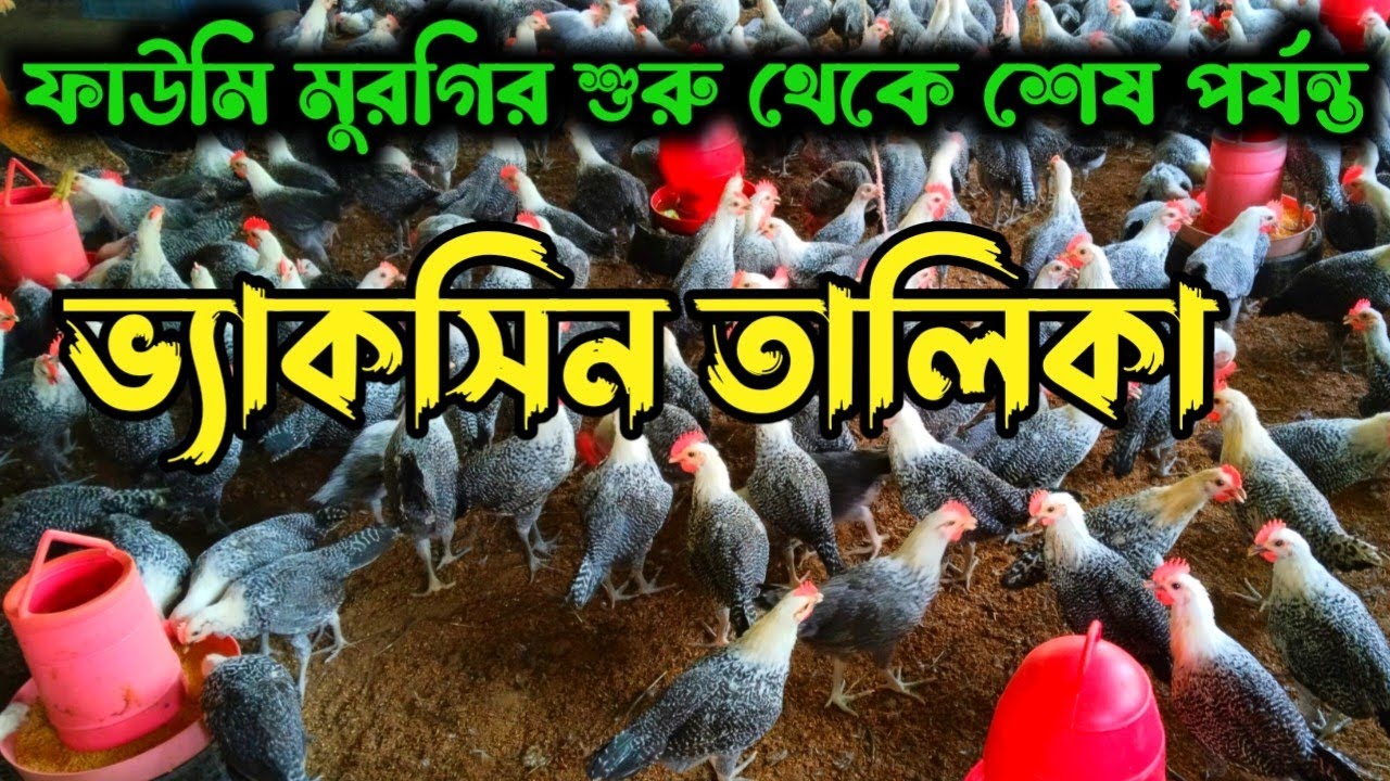 ফাউমি মুরগির ভ্যাকসিন তালিকা || একদিন থেকে ডিম পাড়া পর্যন্ত কোন কোন ভ্যাকসিন দিতে হয় #মক্কা_এগ্রো