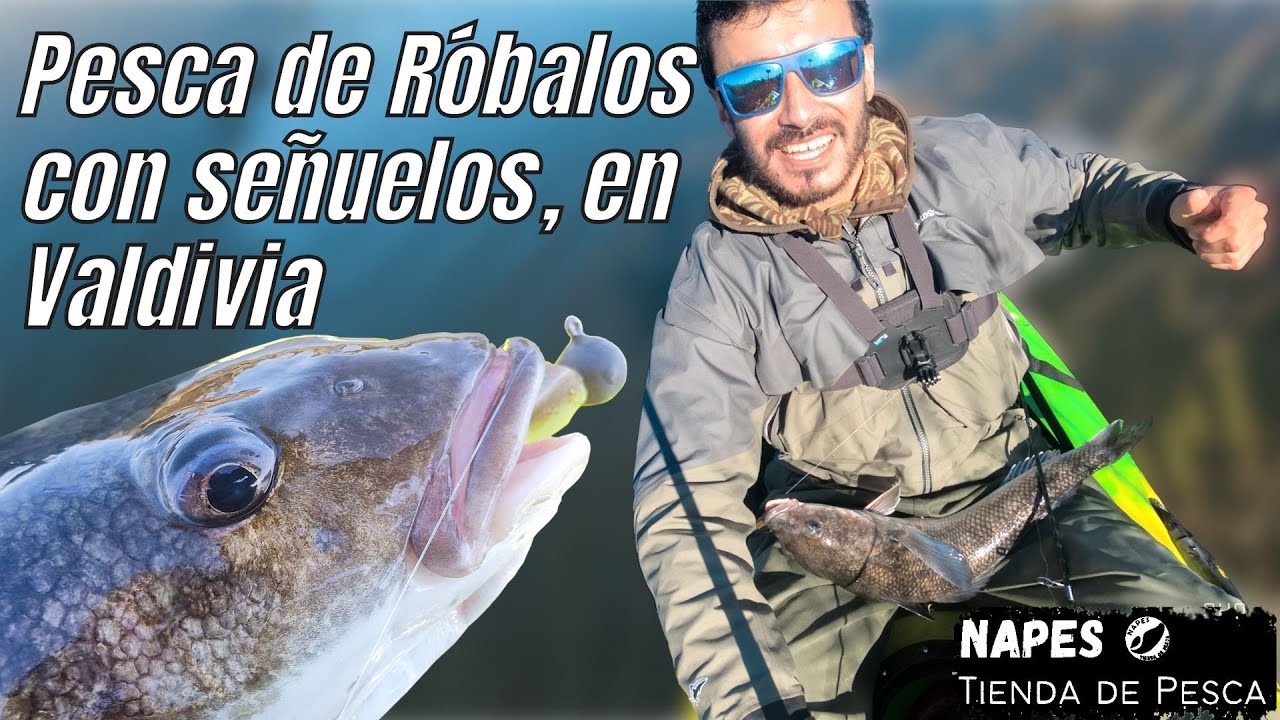 Pesca de Róbalos con Señuelos, en Valdivia, Chile