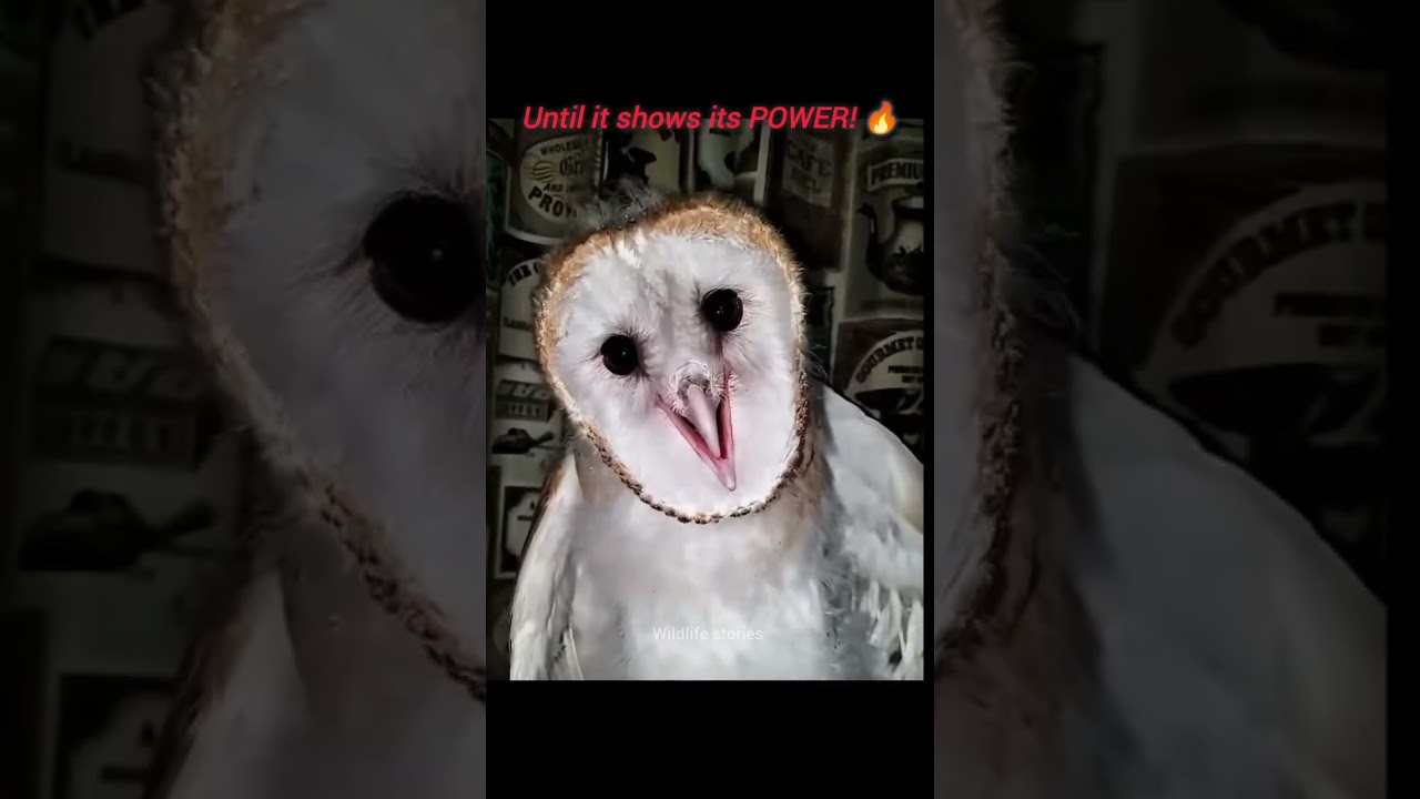 The Dark Side of a Cute Owl! 🦉💀 #shorts #wildlife #usa