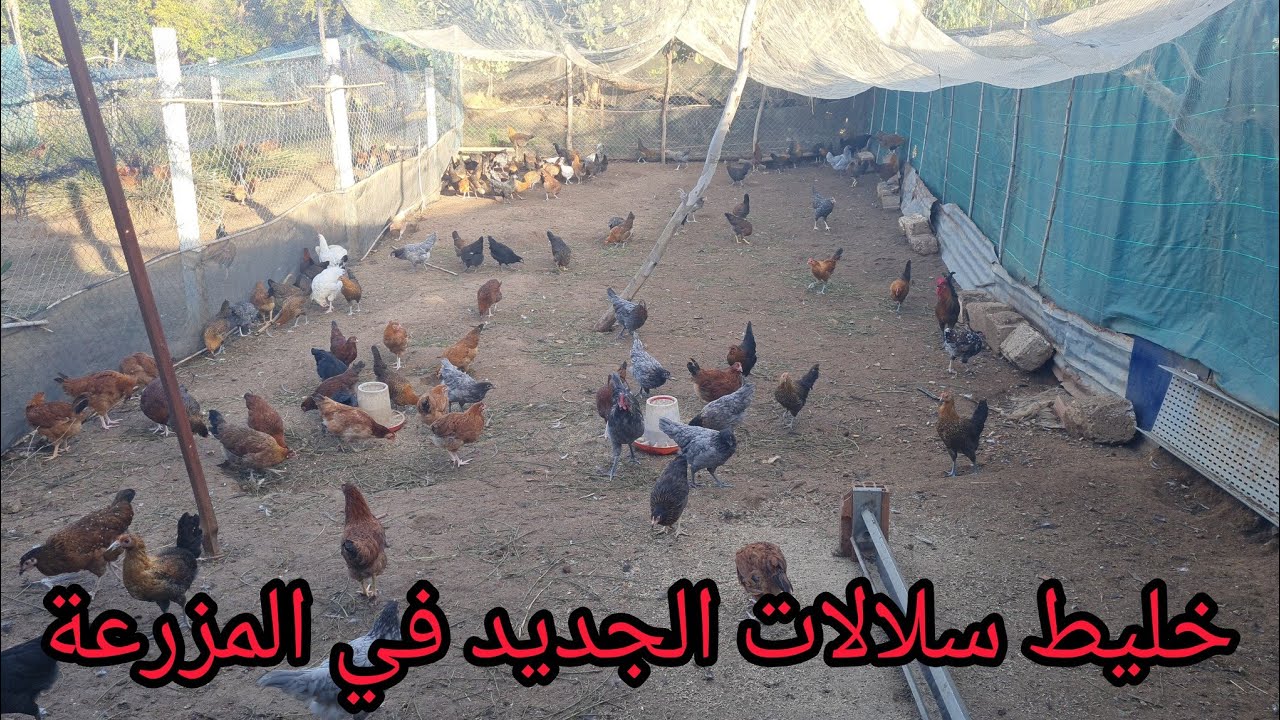 كيف تنتج قطيع دجاج ناجح لانتاج البيض 