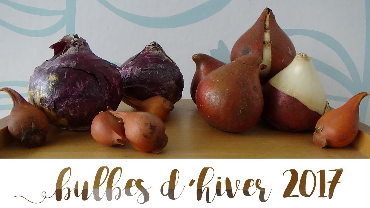 Quels bulbes planter en pot en hiver ? Ma sélection pour 2017 !