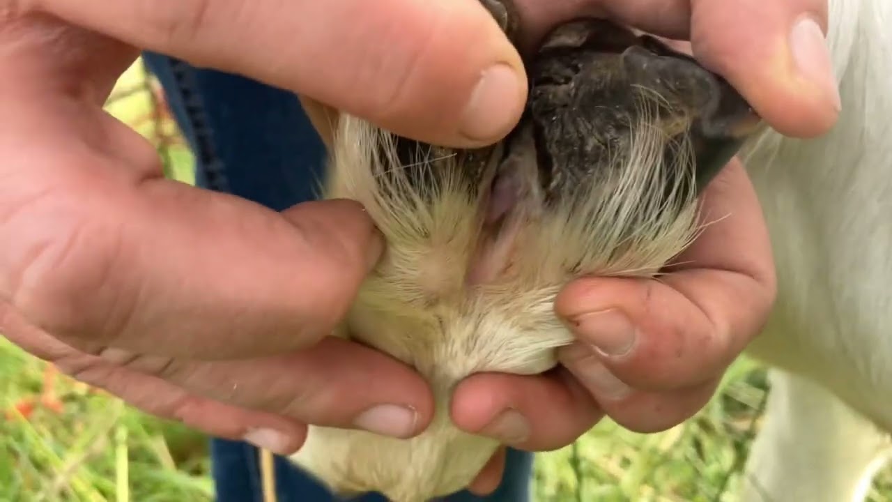 FarmOps Goat Hoof Limping