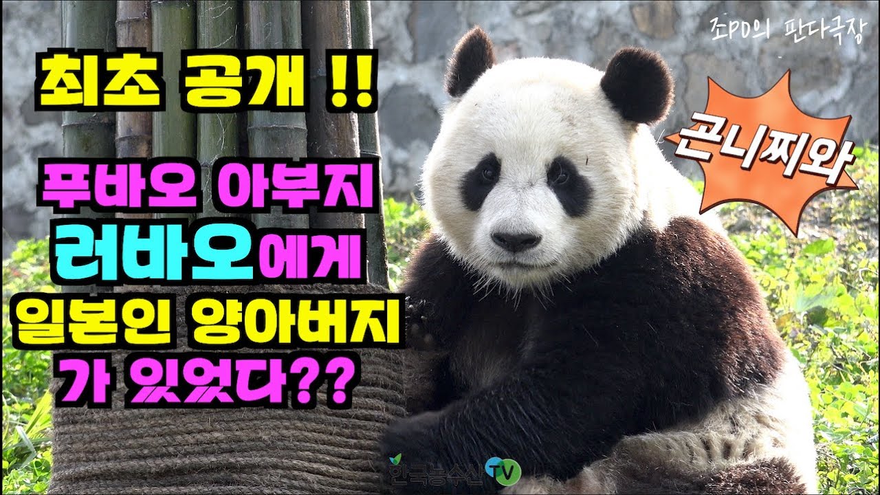 [한국농수산TV] #푸바오 아부지 러바오(윈신) 어린시절 양아버지가 있었다?? 최초공개!!