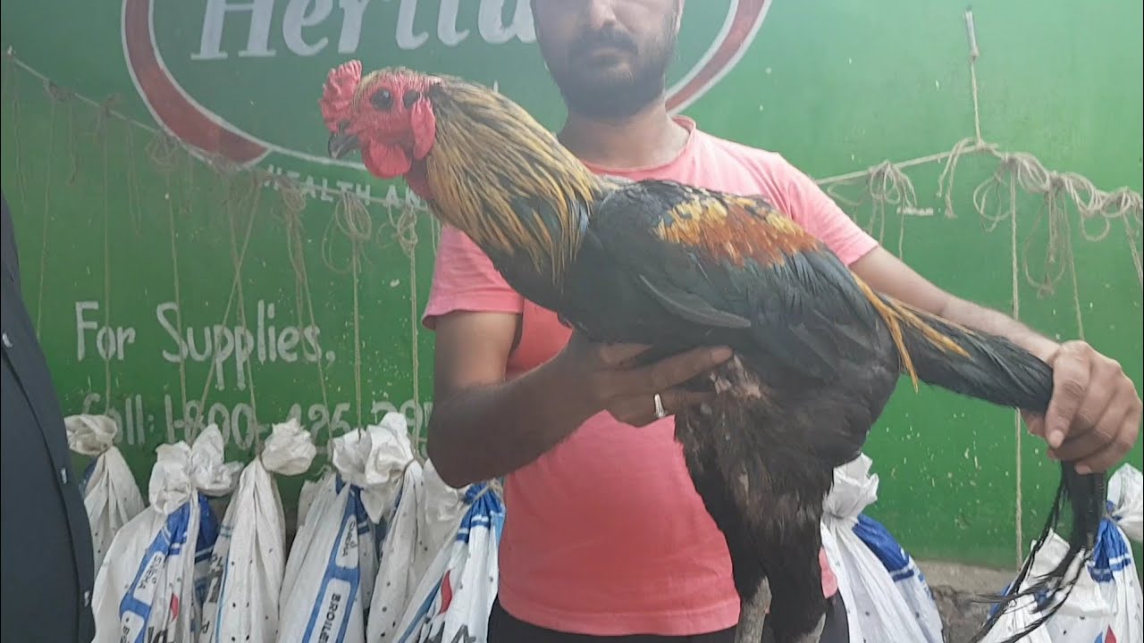 Hyderabad Sunday Pet Market.