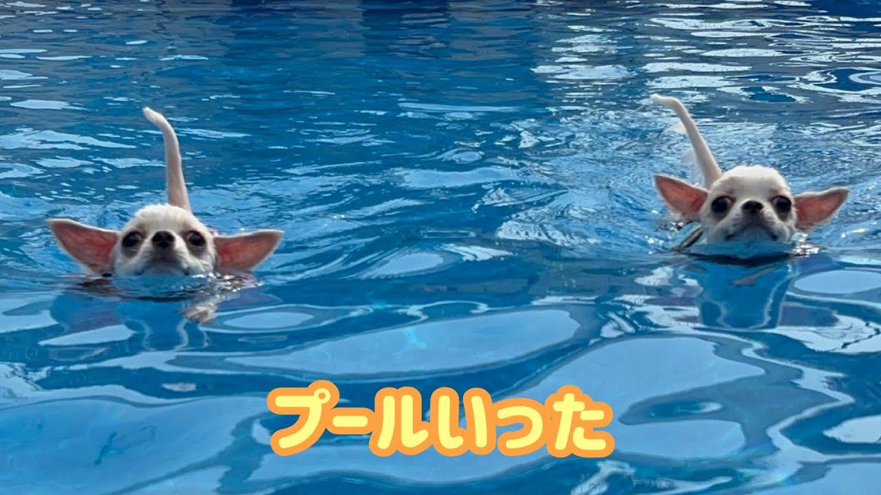 🏝️双子チワワの夏の思い出🏝️