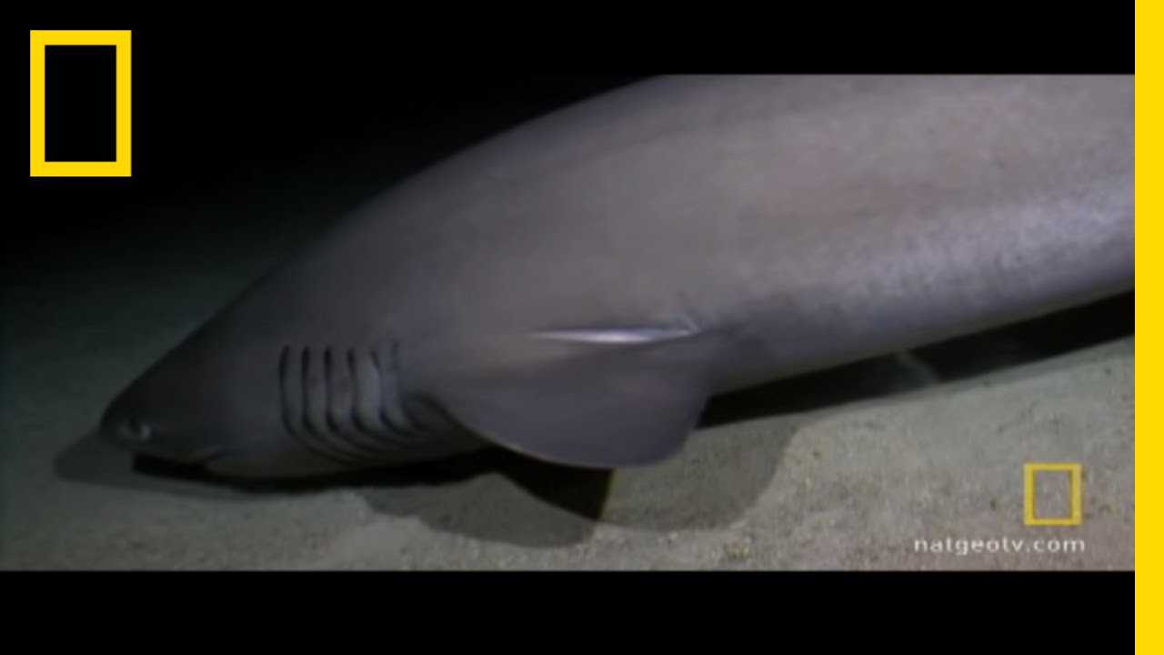 Sharks Attack Submarine