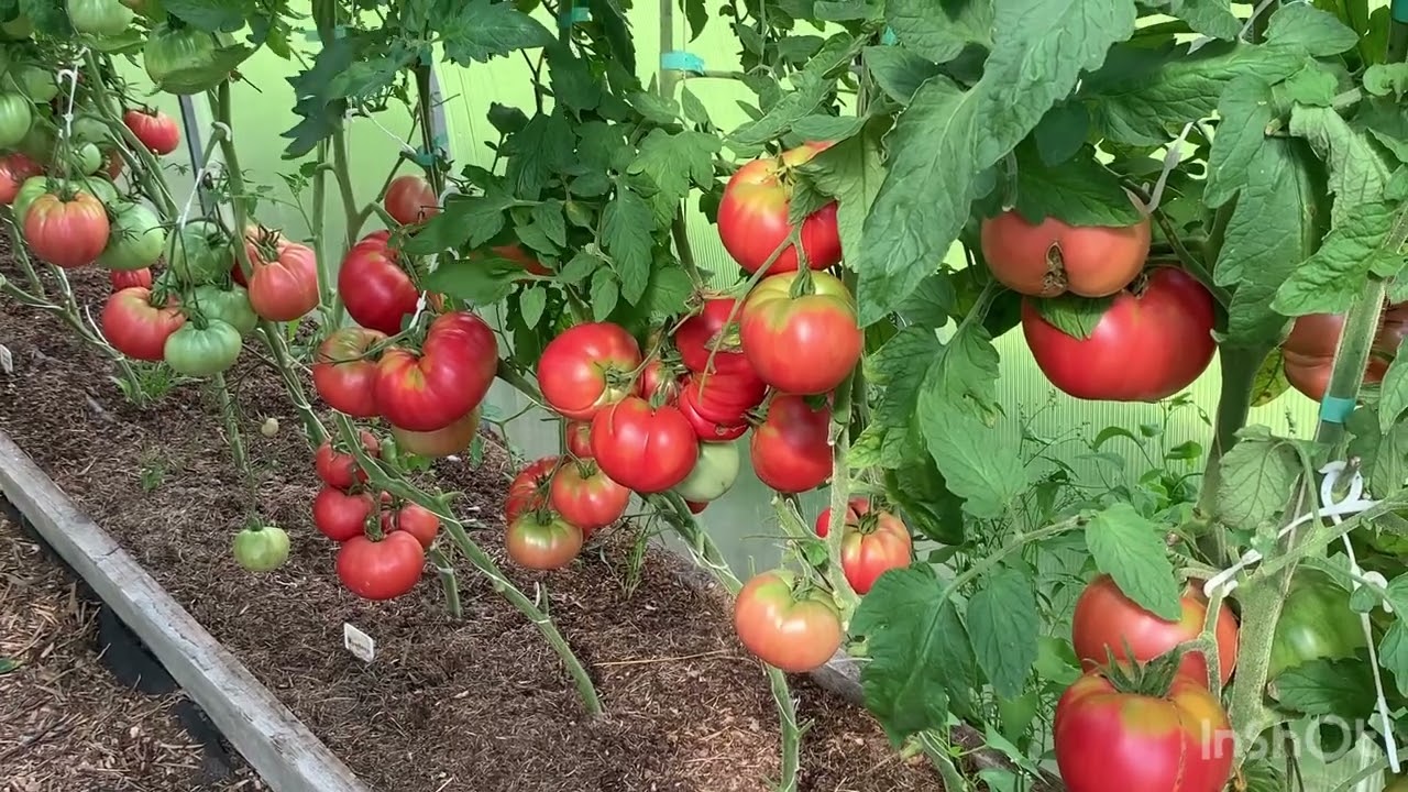 Про голые и лысые томаты 😀