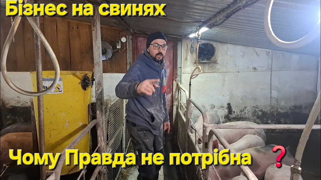 На свині 15000 грн чистого‼️Бізнес на свинях‼️Жива вага впала,а  на мясо сало застряла❓️