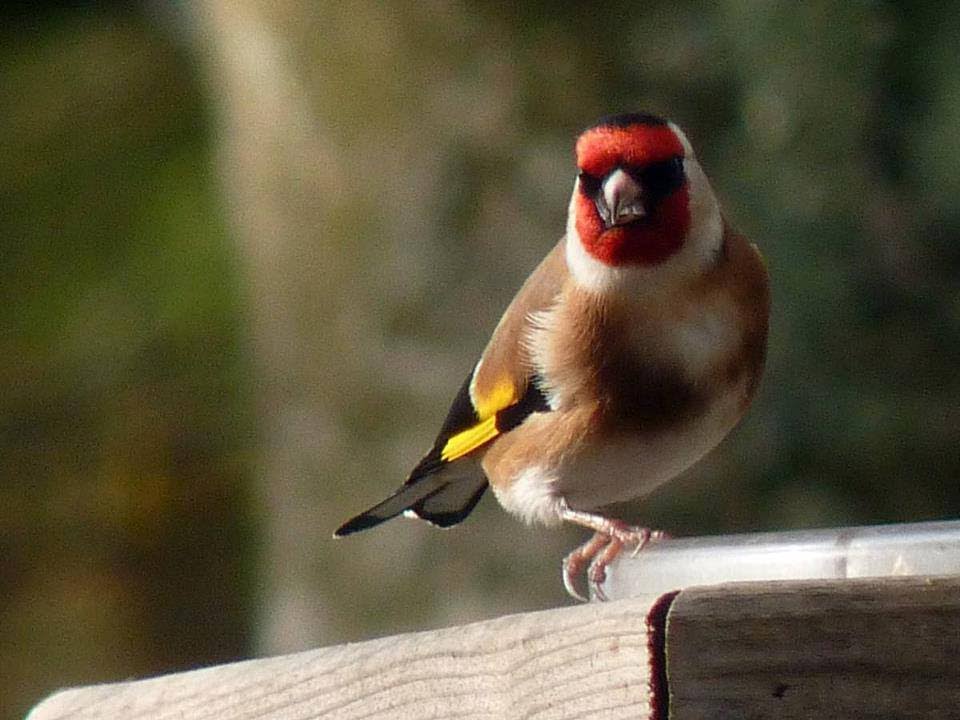 CD ΚΑΡΔΕΡΙΝΑΣ ΕΚΠΑΙΔΕΥΤΙΚΟ (Carduelis Singing) *HQ* VOL 2
