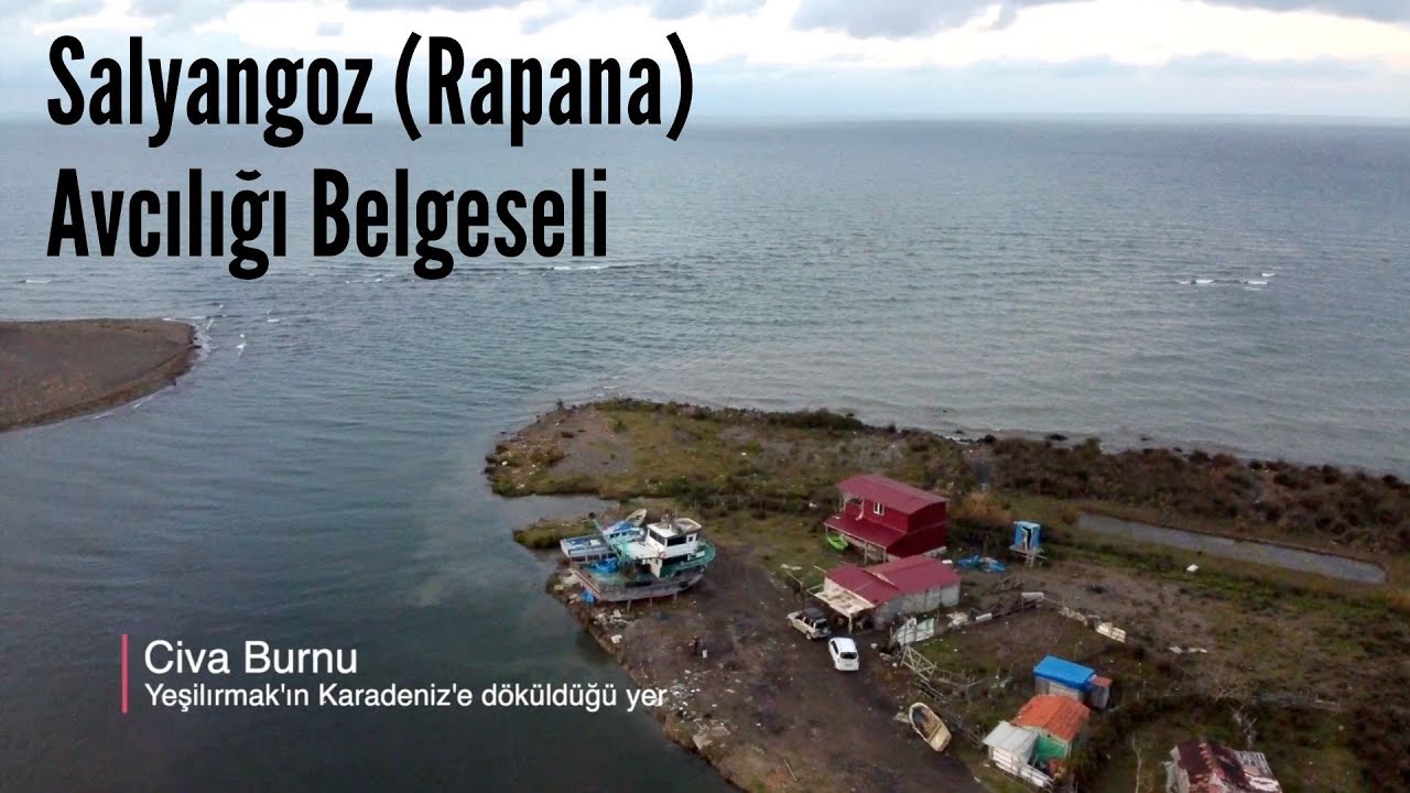 Deniz Salyangozu Avcılığı Belgeseli |📍 Samsun, Civa Burnu