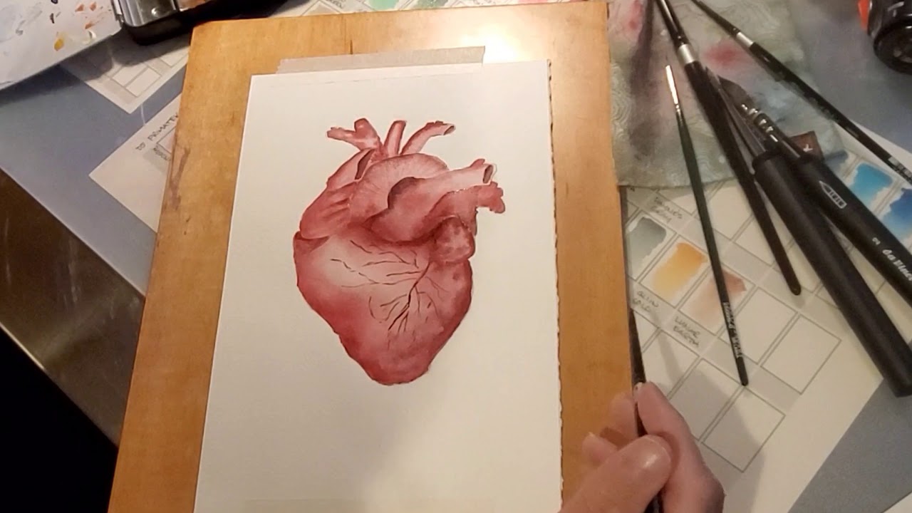 Anatomical Heart Watercolor (semi realistic)