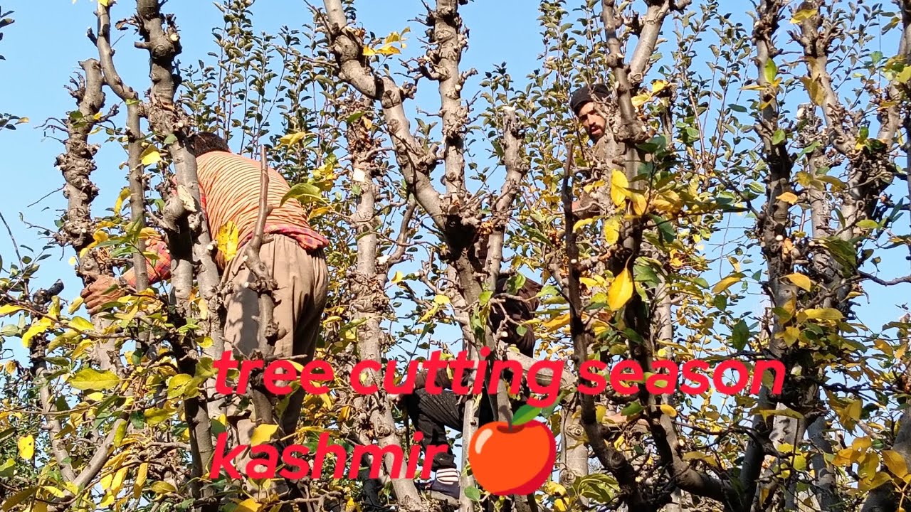 Fullvlog apple cutting season ♥️10k subscribe #kashmir#vlog  #trending #youtube #tapuvlogss