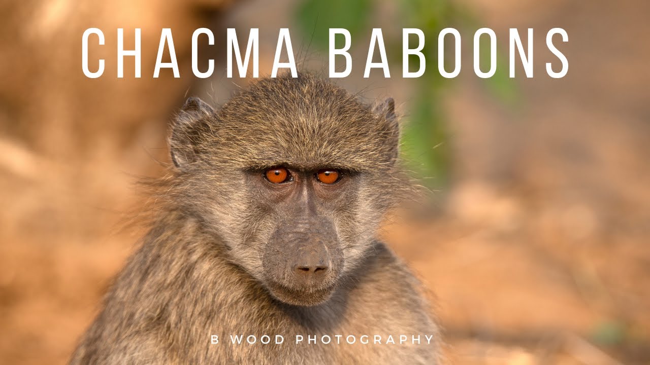The Chacma Baboons of Kruger National Park 🐒