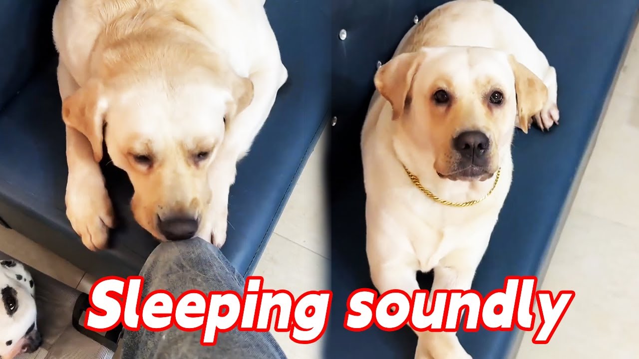 Sleeping soundly. Hahaha. #Fun of raising a dog #How like human-like the dog looks