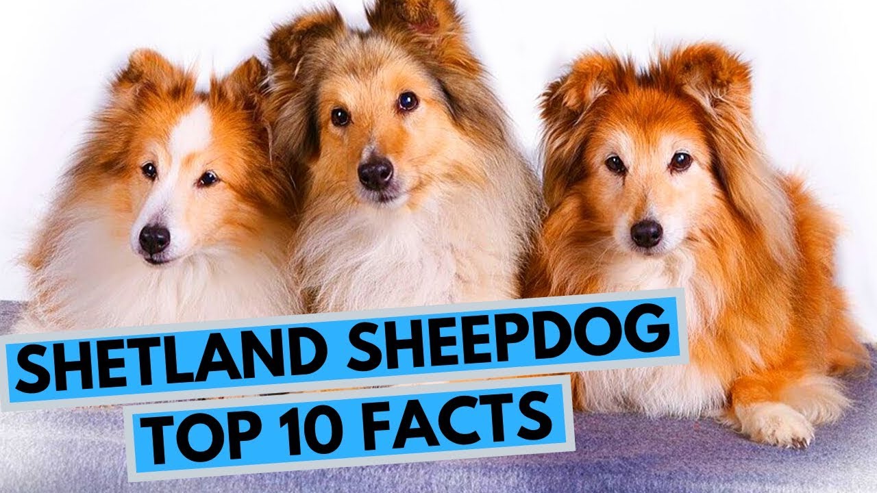 Shetland Sheepdog - TOP 10 Interesting Facts