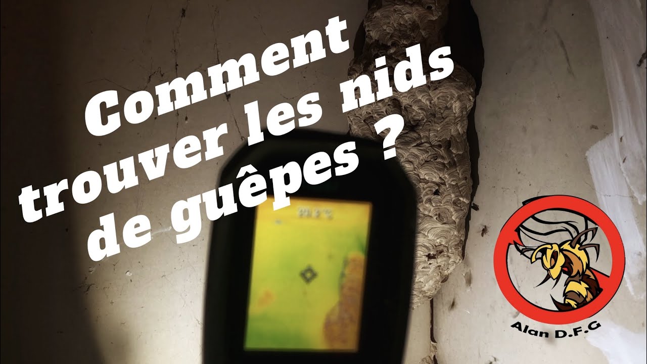 Comment trouver les nids de guêpes ?