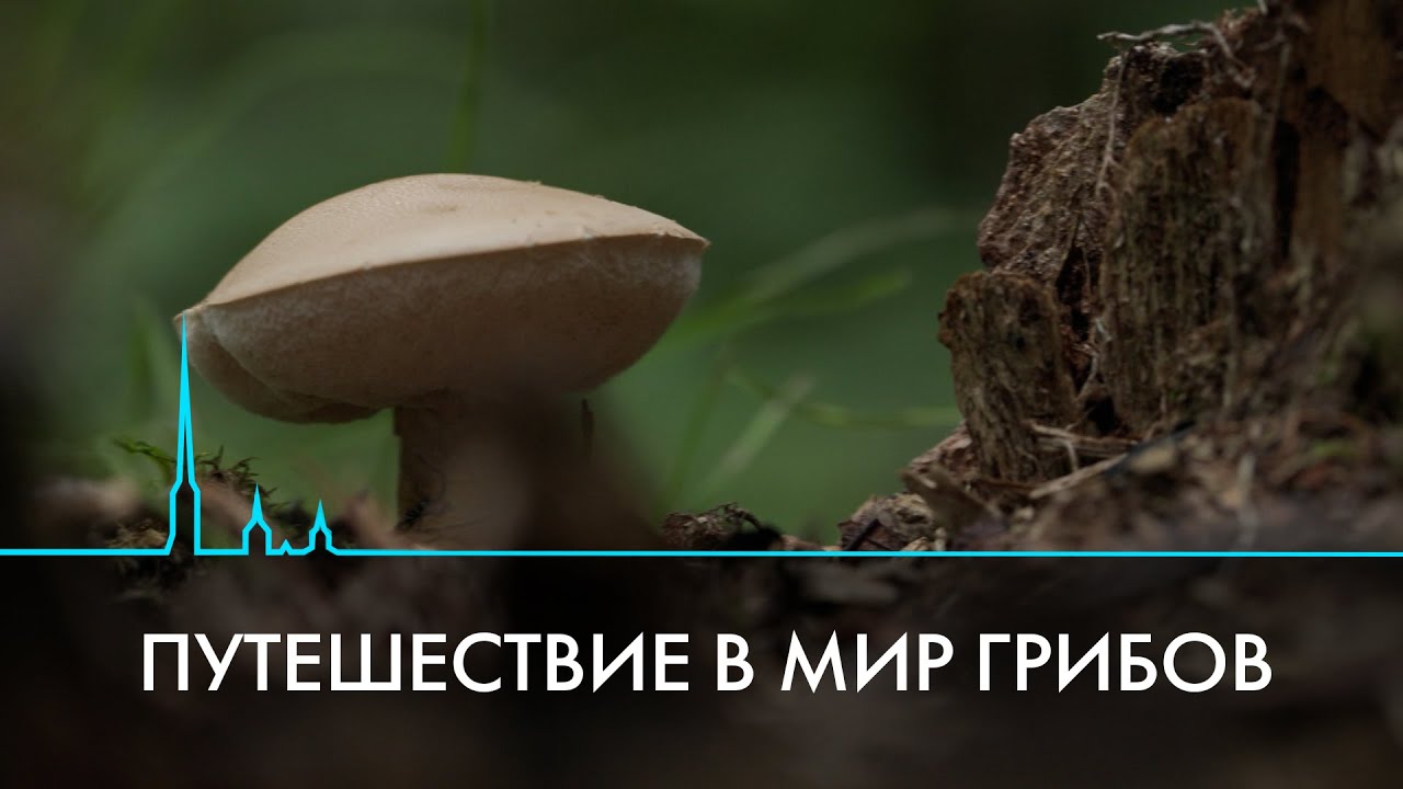 Начало грибного сезона в Санкт-Петербурге