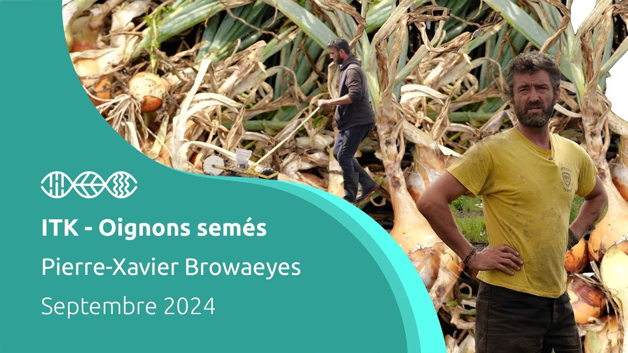 Fiche ITK - Oignons sem&eacute;s - Pierre-Xavier Browaeys