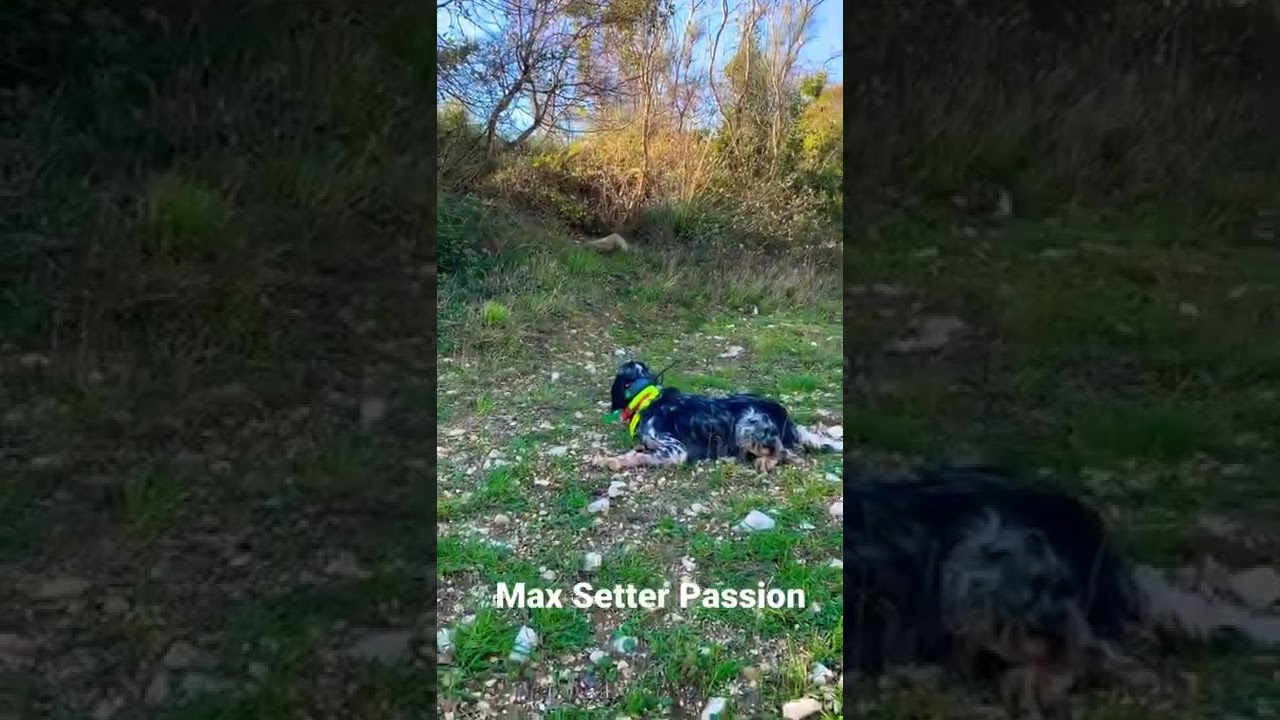 Il Setter Inglese La Ferma di Max Setter Passion