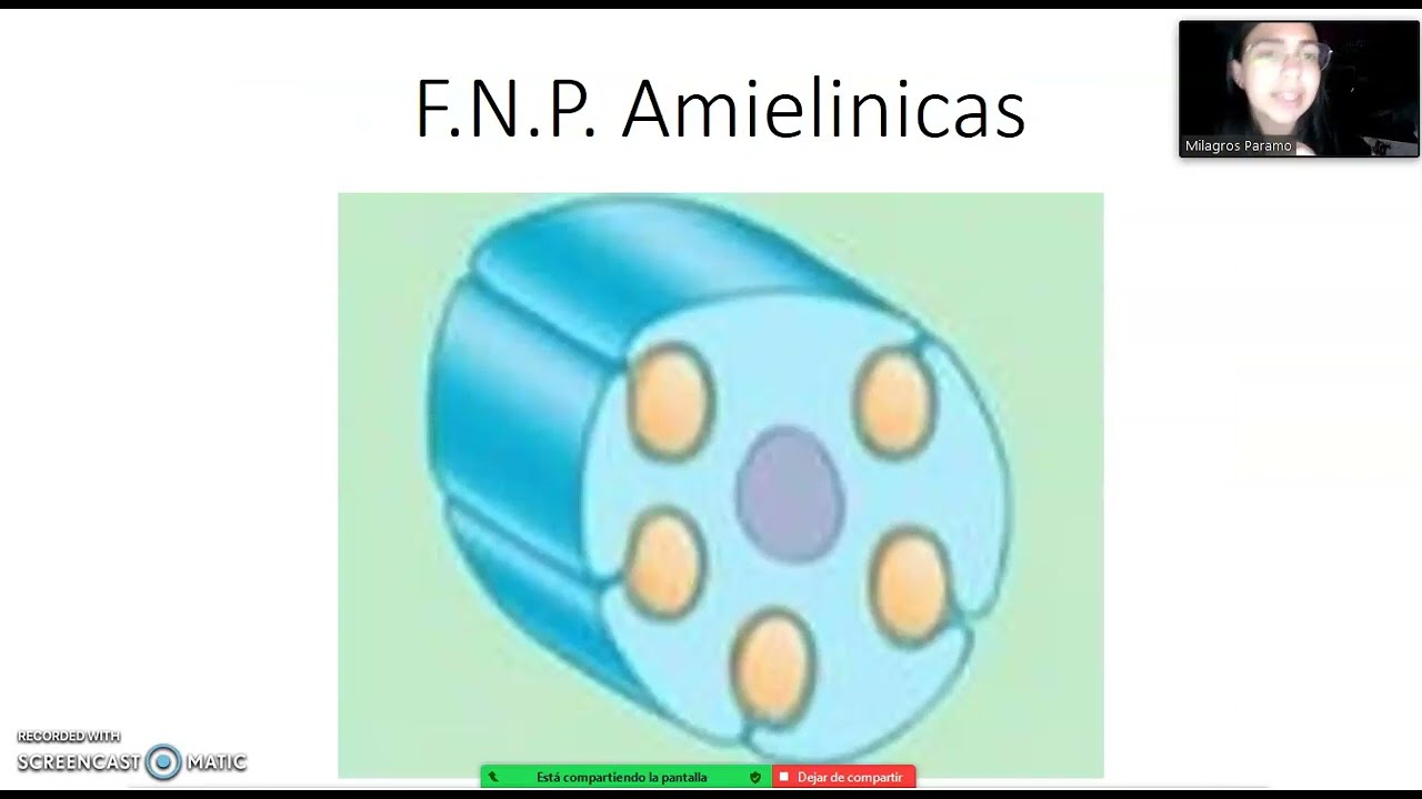 Fibras nerviosas: amielinicas y mielinicas
