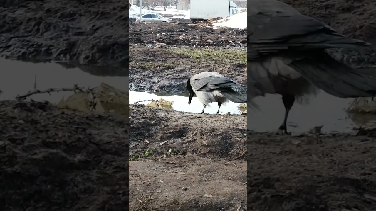 Ворона стоит спиной, значит доверяет / Fatty stands with his back to me, means trust #crow