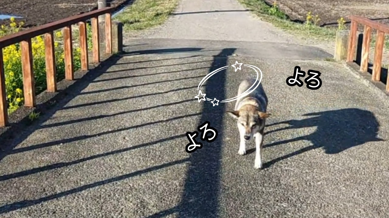 急に 具合悪そうに歩くので 焦りました