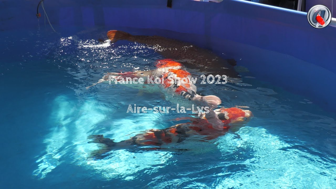 France Koi Show septembre 2023