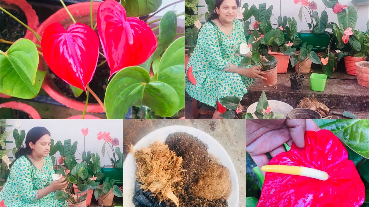 Anthurium plants repotting ಹೇಗೆ ಮಾಡುವುದು ? Easiest way to propagate