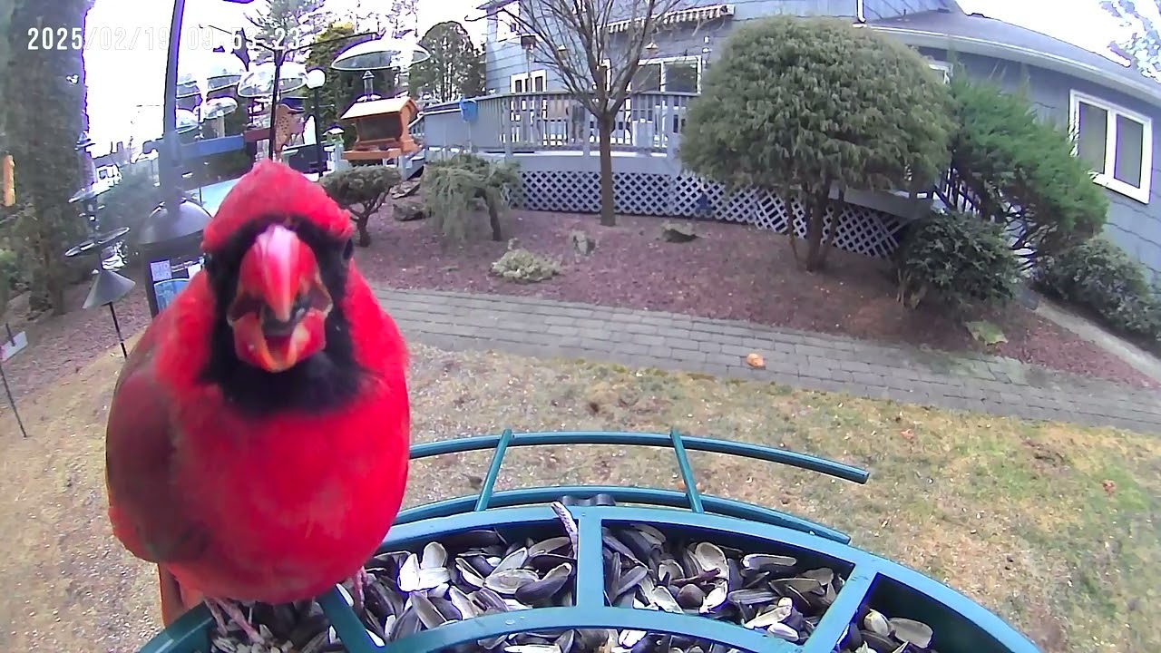 super red cardinal