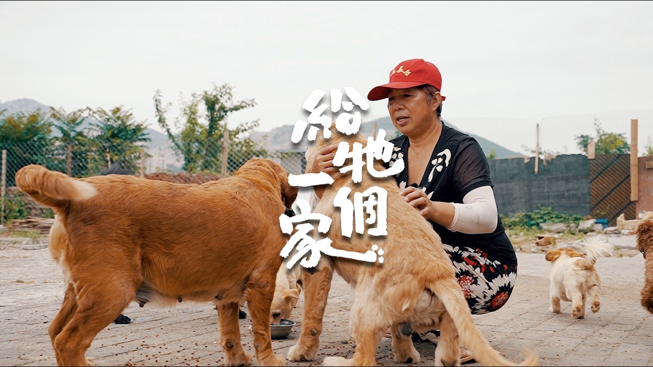 收养三百多只流浪狗，只为不辜负这仅有一次的生命，给毛孩子一个家。