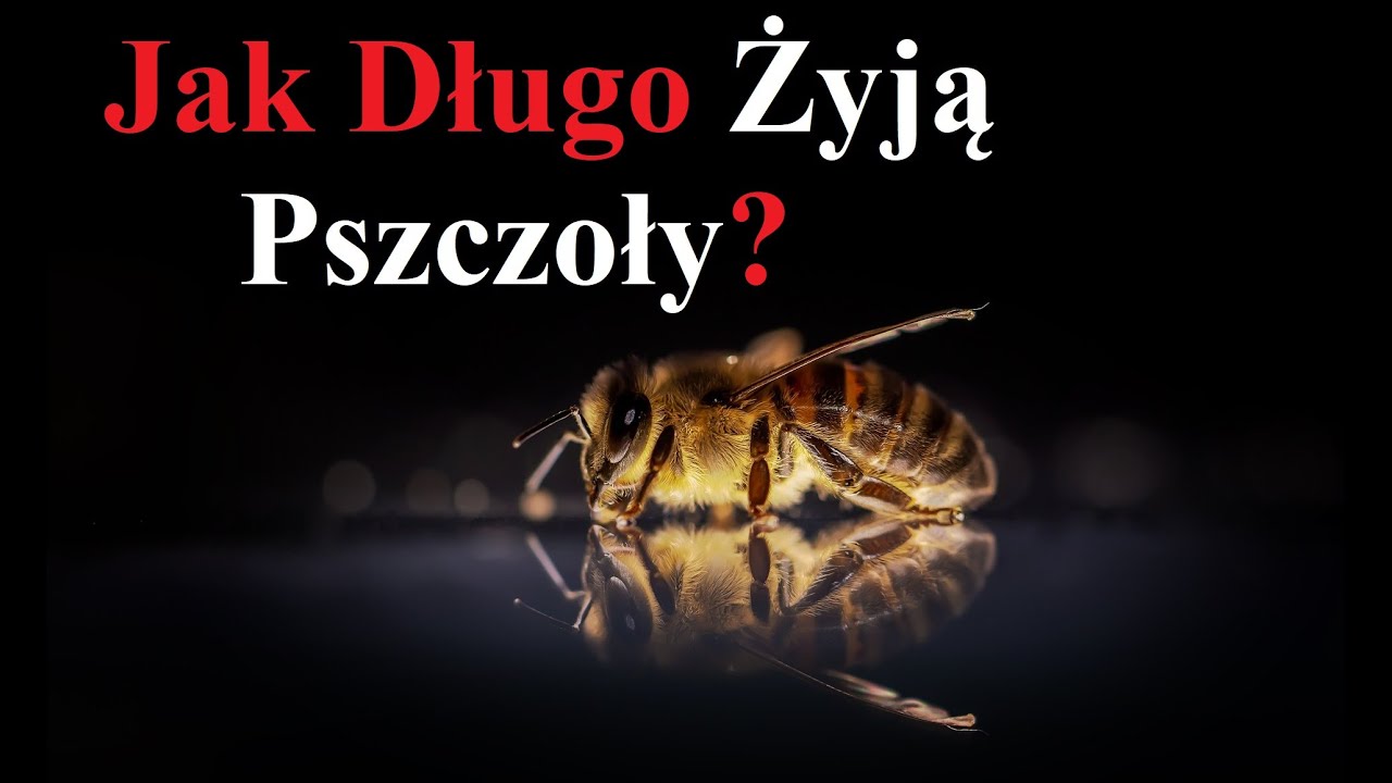 Jak Długo ŻYJĄ Pszczoły