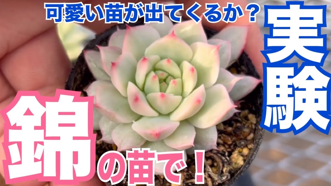😍錦の苗で❗️実験🧪かわいい苗が出てくるか❓【多肉植物】【ガーデニング】2026年1月22日