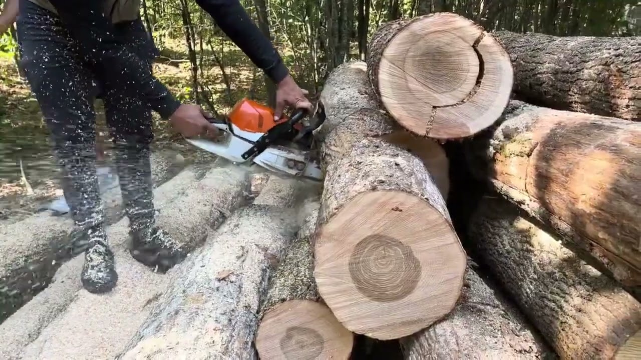 Extreme Logging | Monster Trees Fall