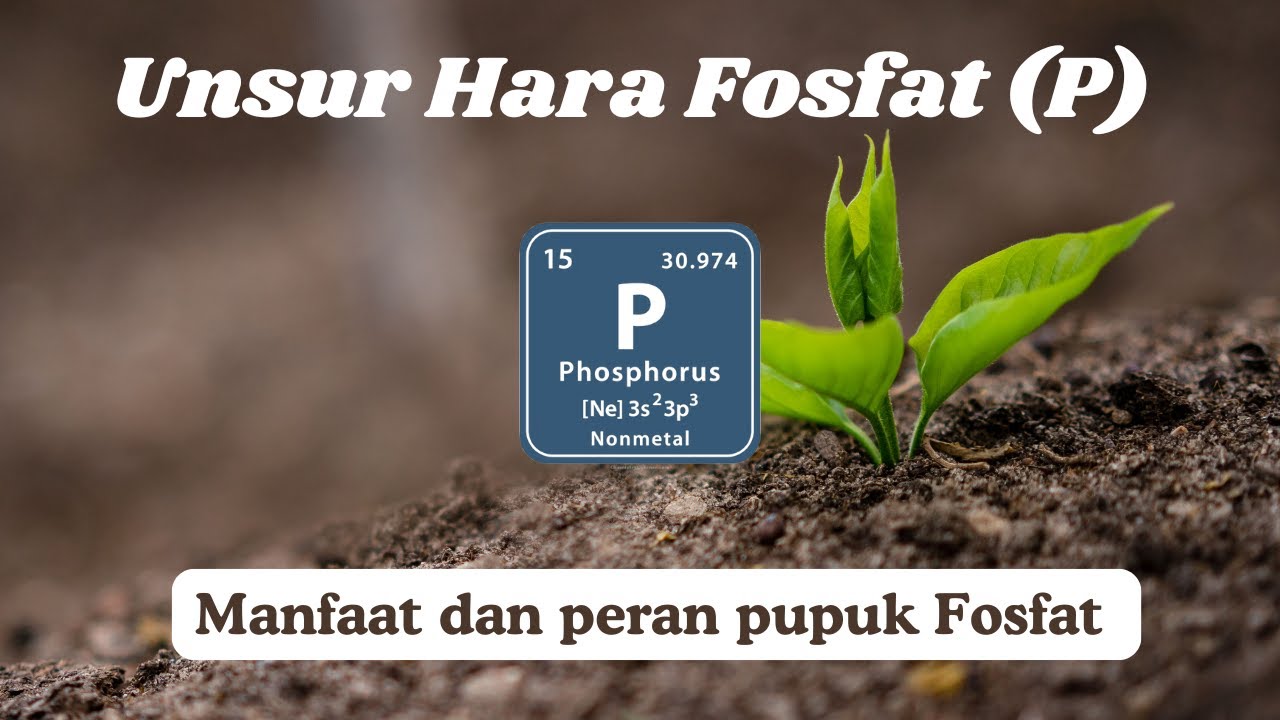 Mengenal Fosfat (P): Unsur Hara Penting untuk Hasil Panen Melimpah